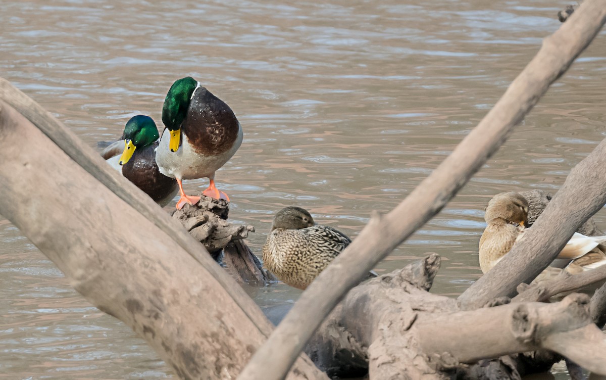 Кряква - ML647726084