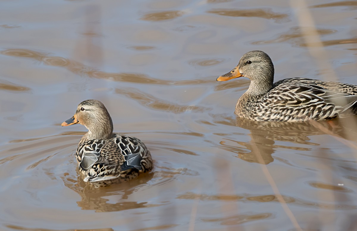 Кряква - ML647726087