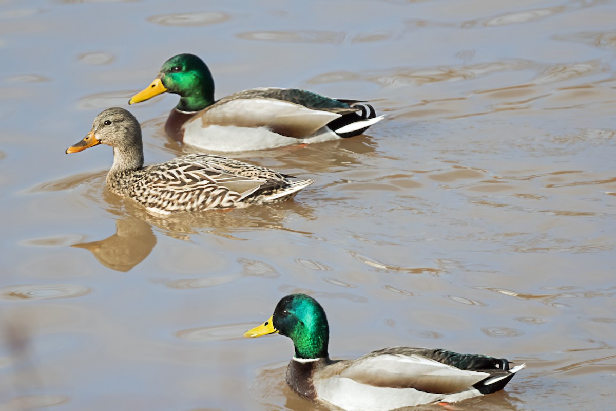 Кряква - ML647726090