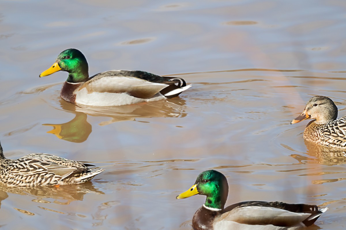 Кряква - ML647726093