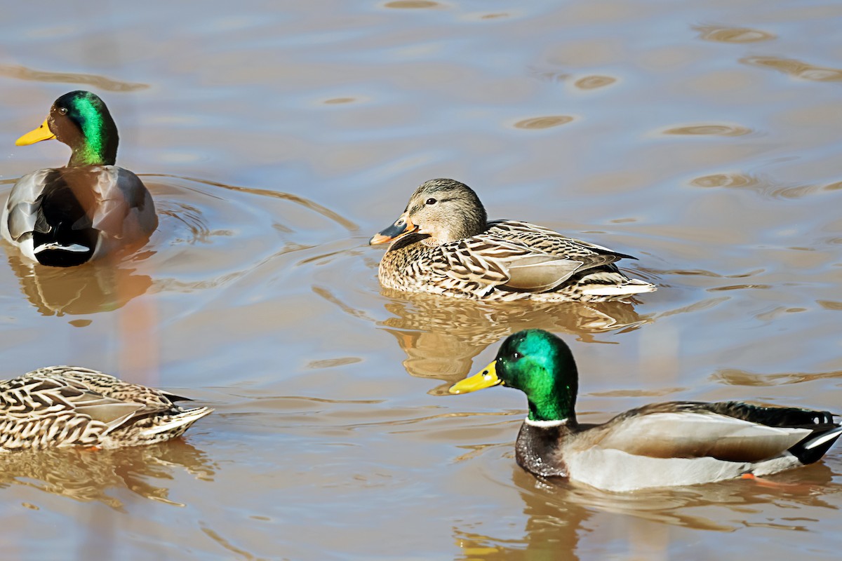 Кряква - ML647726094