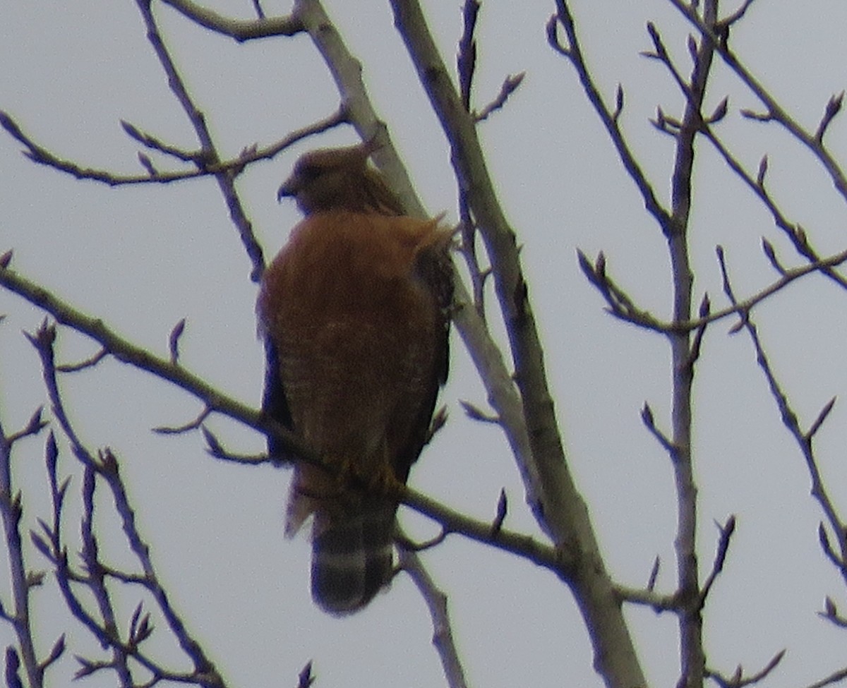 Красноплечий канюк - ML647726095