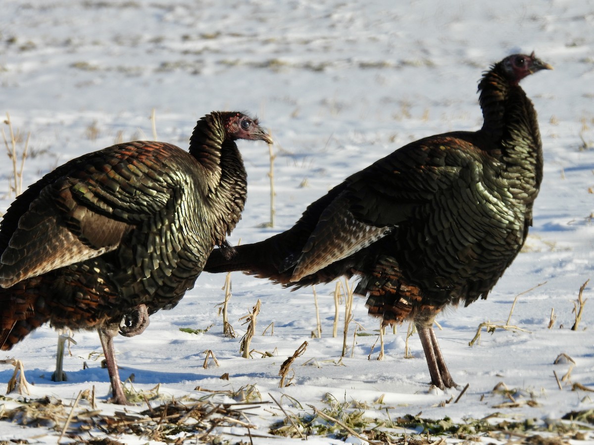 Индейка - ML647726098