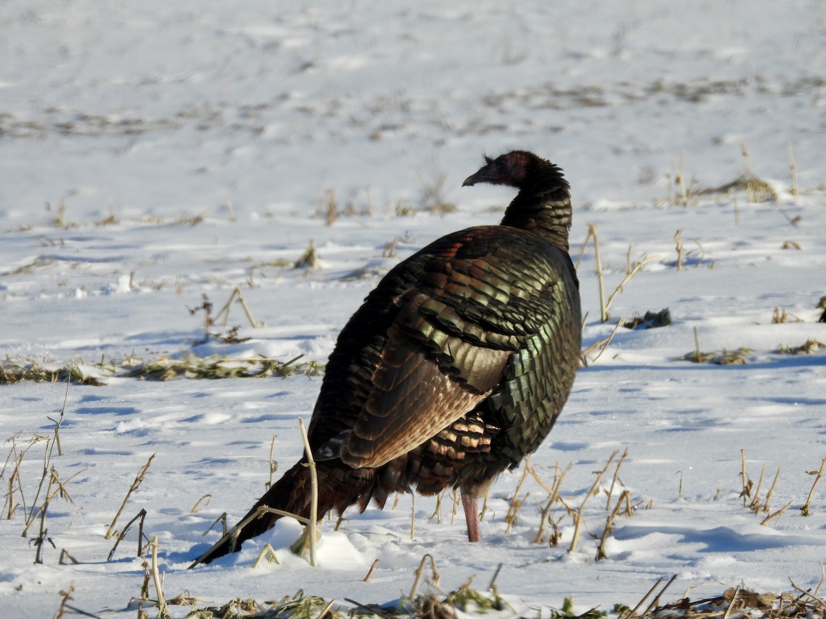 Индейка - ML647726099