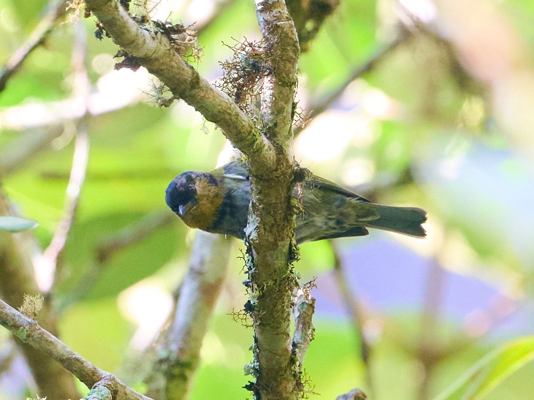 Серебристая танагра - ML647726100