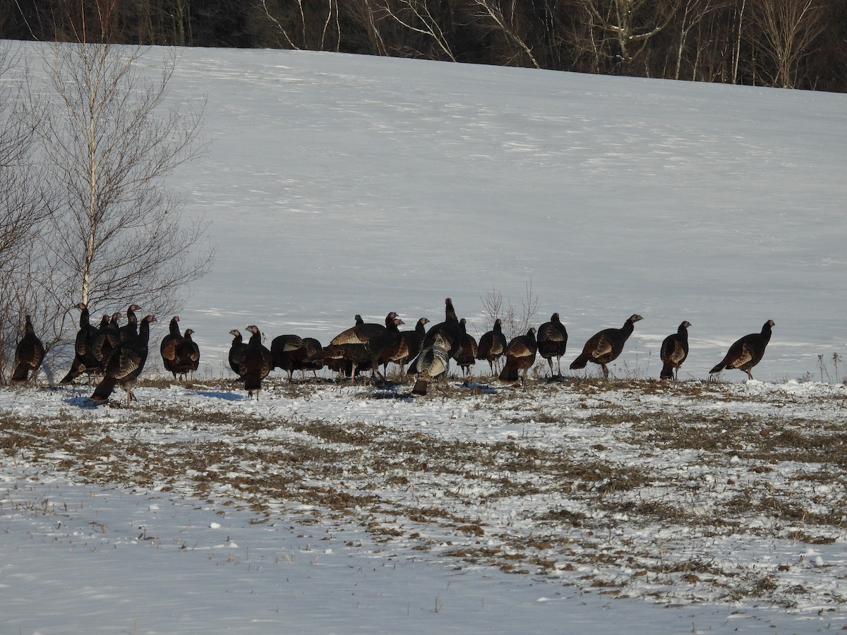 Индейка - ML647726101