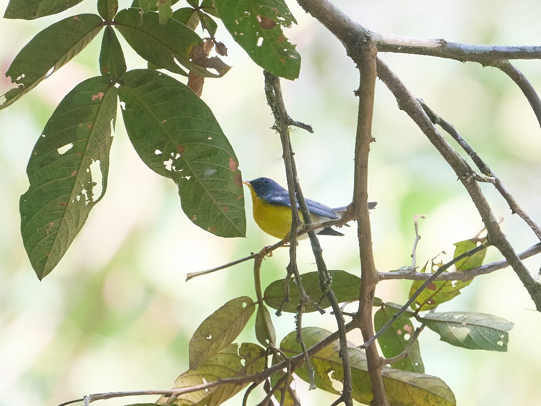 Тропическая древесница - ML647726104