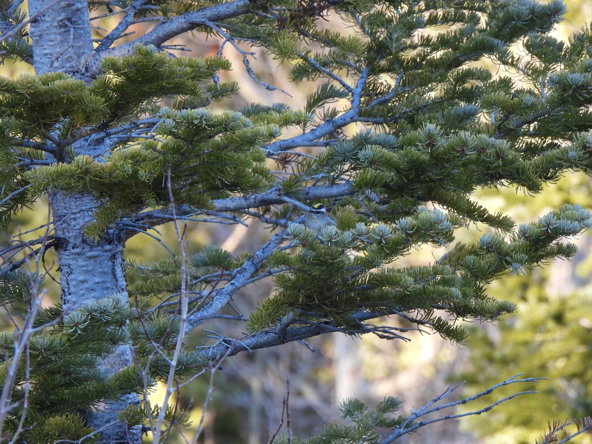 Золотоголовый королёк - ML647726105