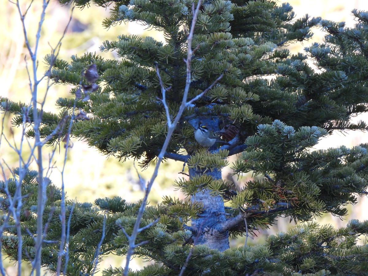 Золотоголовый королёк - ML647726106