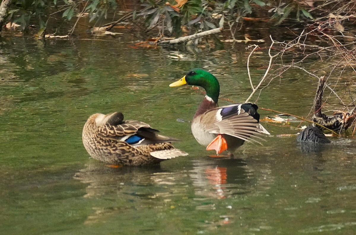 Кряква - ML647726107