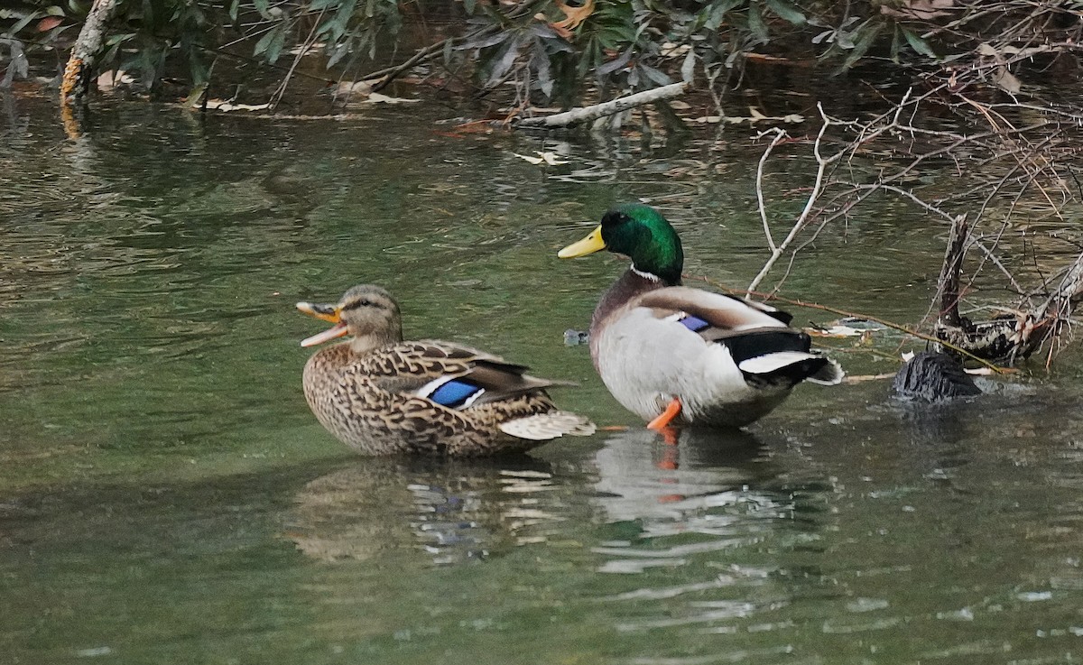 Кряква - ML647726108