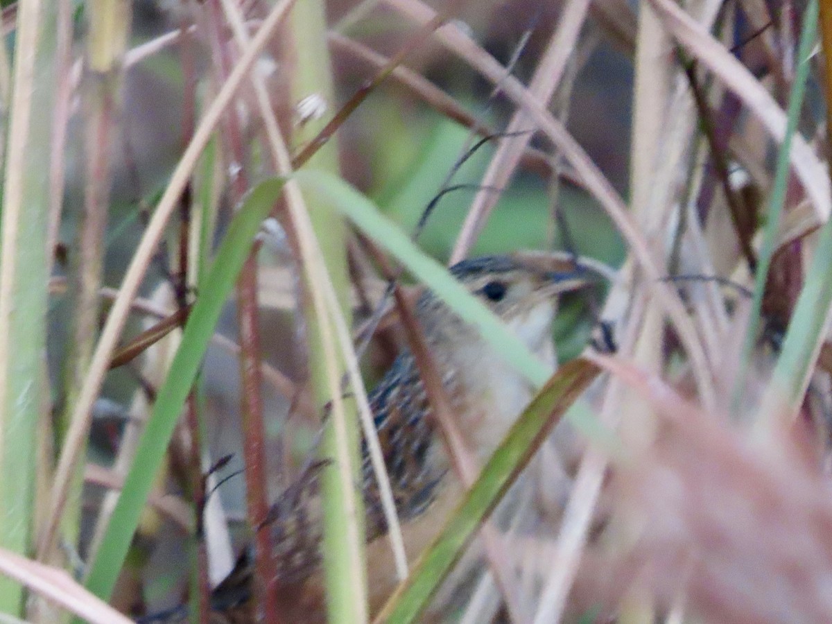 Тростниковый крапивник - ML647726109