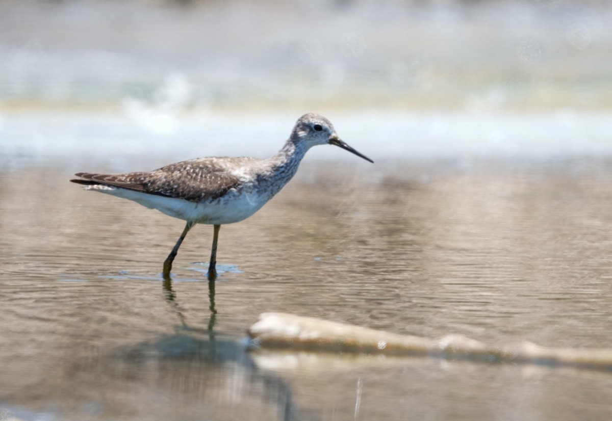 Желтоногий улит - ML647726110