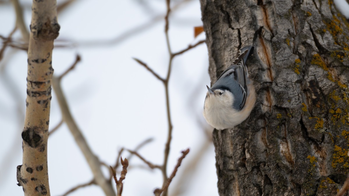 Каролинский поползень - ML647726112