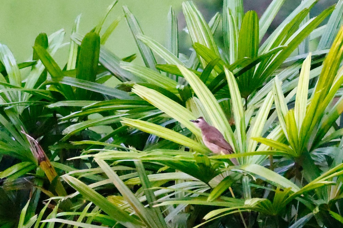 Белобровый бюльбюль - ML647726114