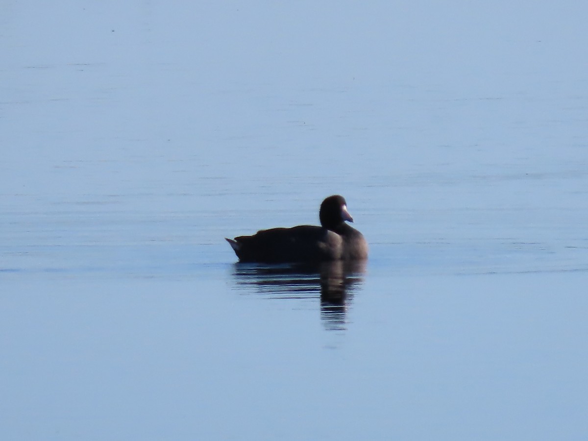 Американская лысуха - ML647726116