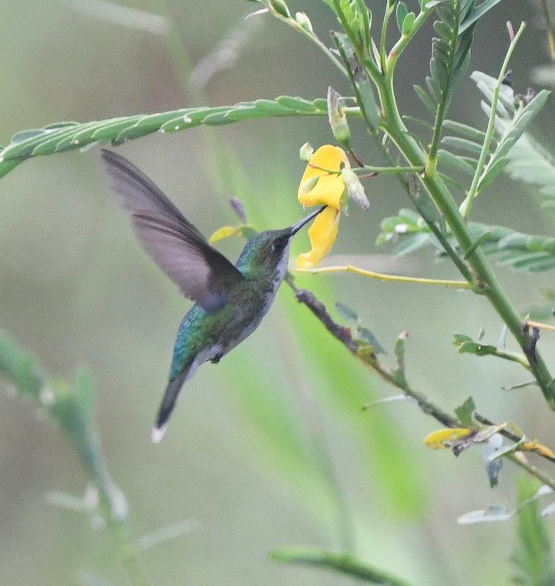 Пуэрториканский изумруд - ML647726119