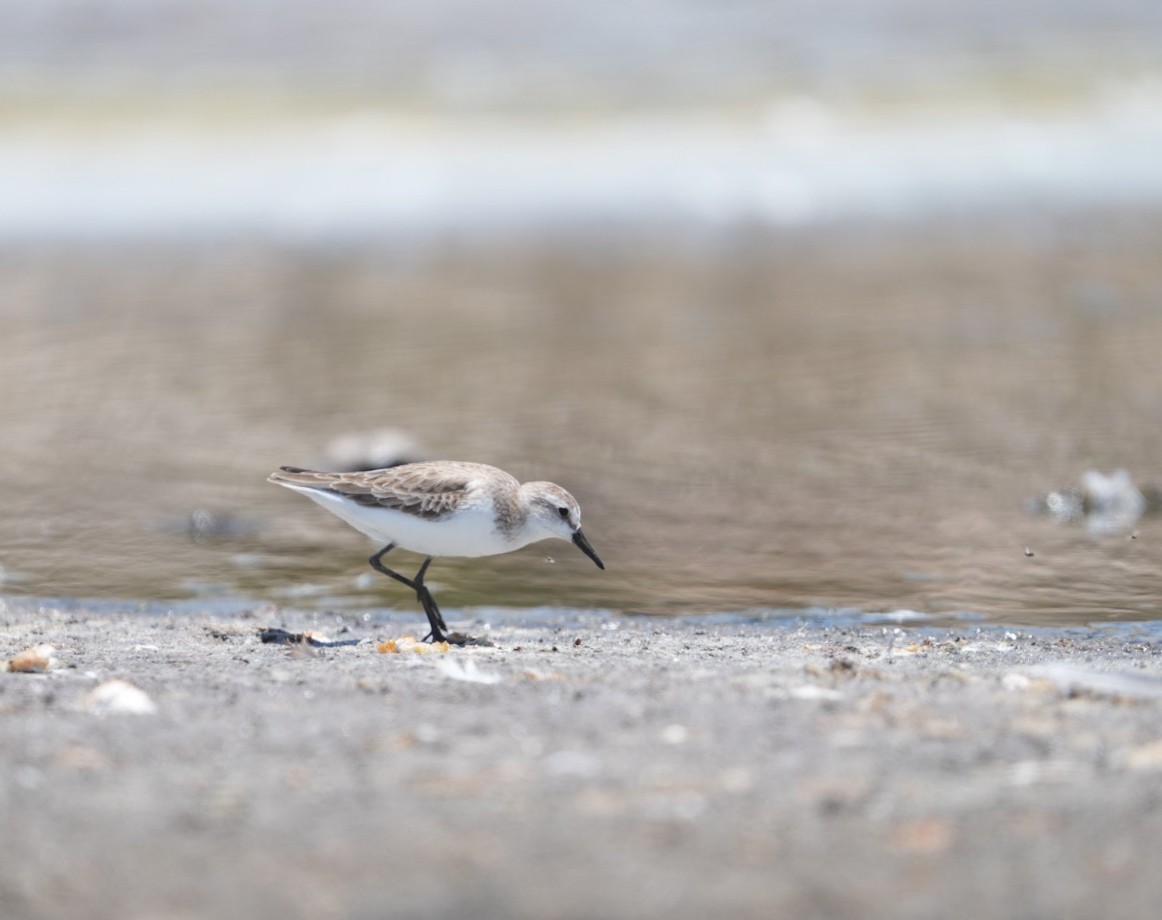 Semipalmated Sandpiper - ML647726140