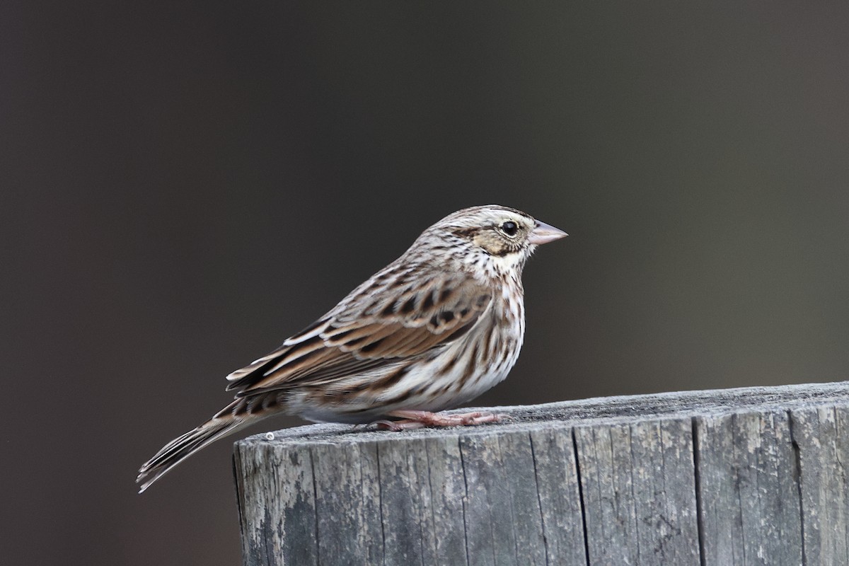 Savannah Sparrow - ML647726148