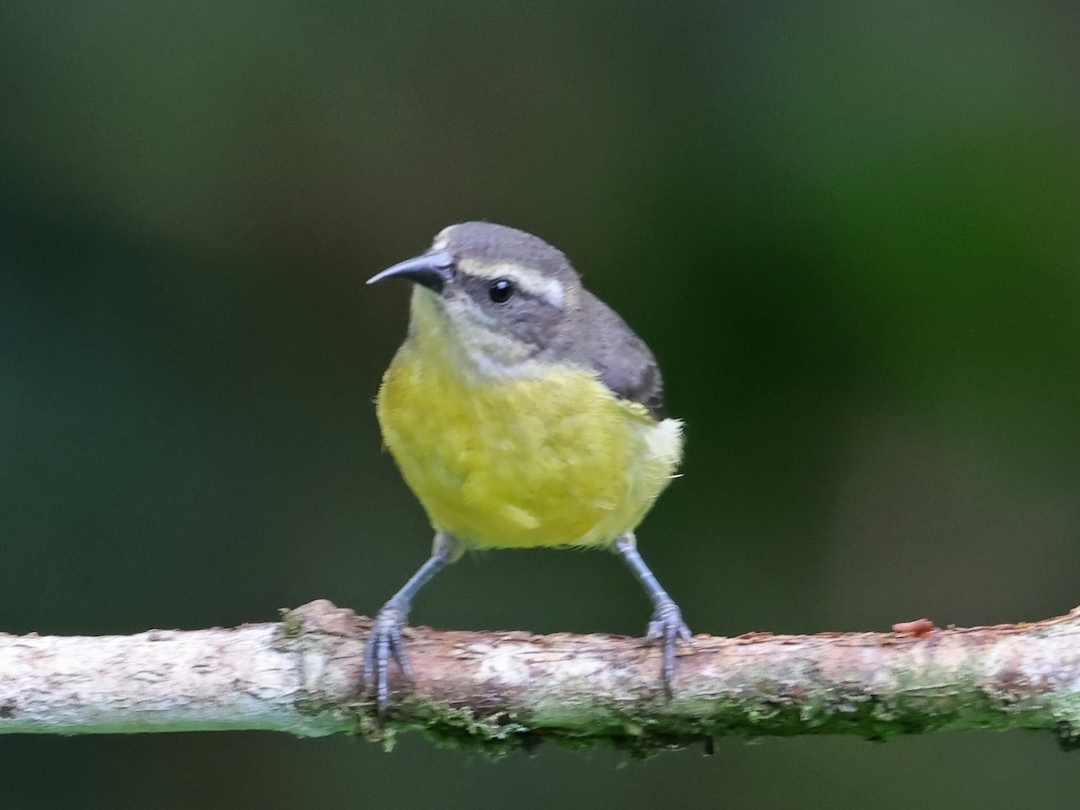 Bananaquit - ML647726198