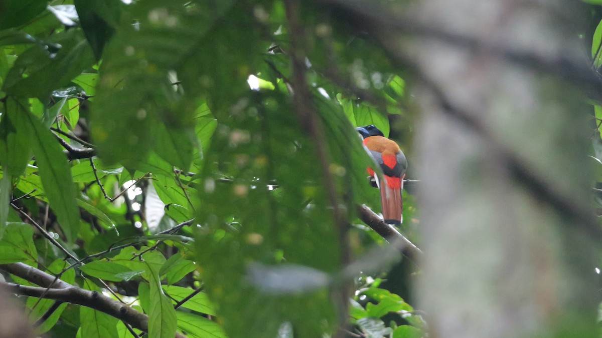 Scarlet-rumped Trogon - ML647726216