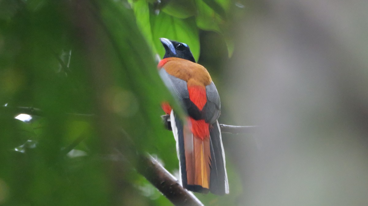 Scarlet-rumped Trogon - ML647726217