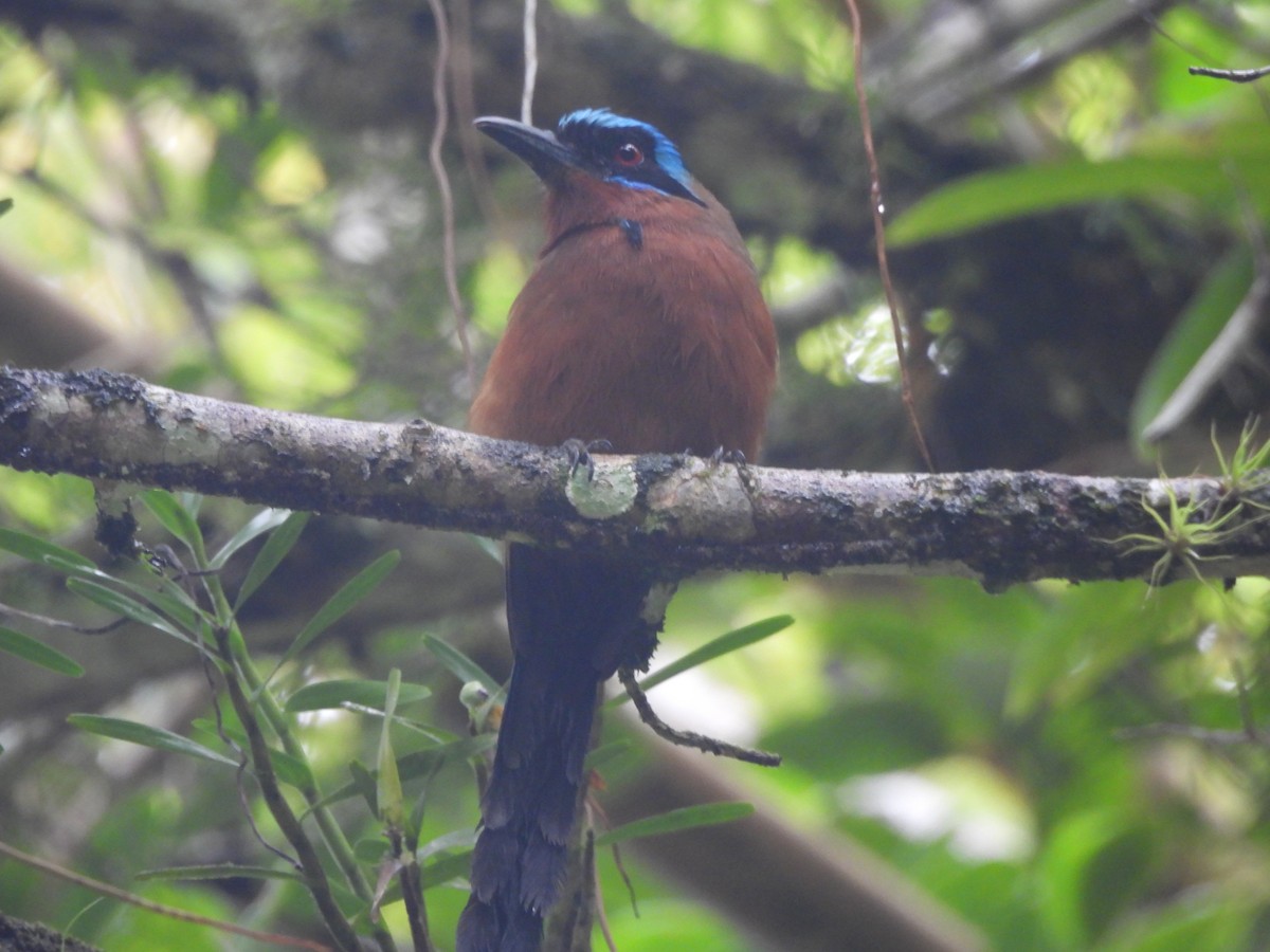 Trinidad Motmot - ML647726227
