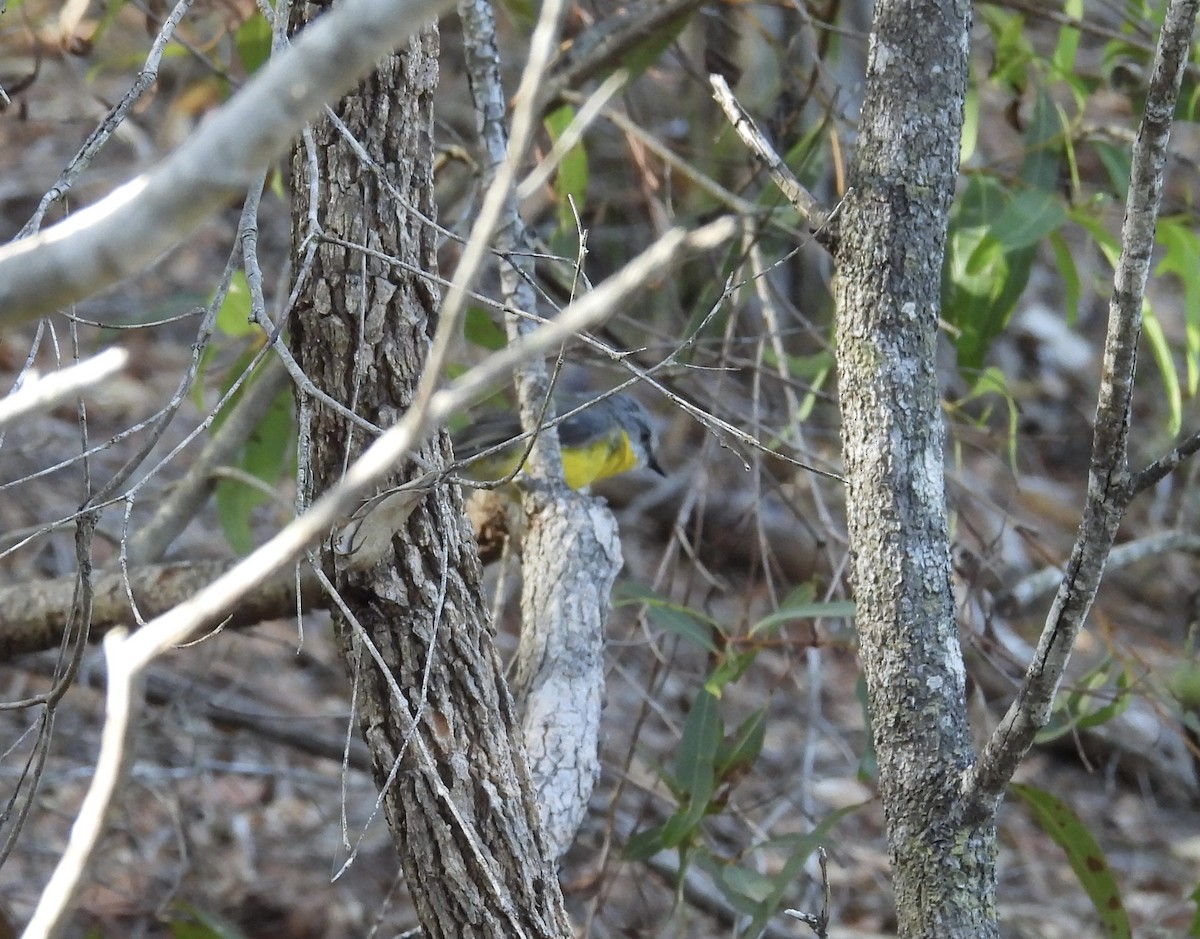 lejsčík žlutý - ML647726238