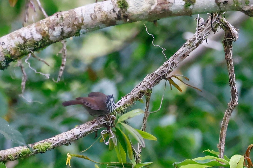 シマムシクイチメドリ - ML647726249