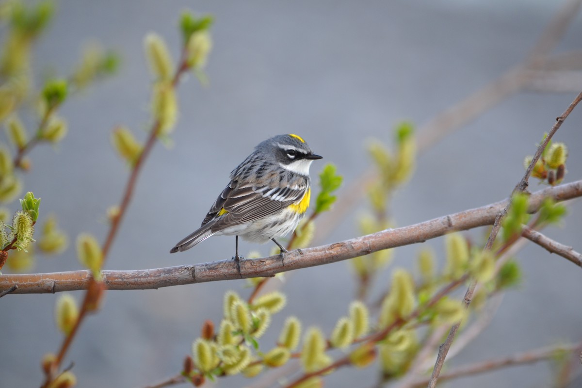 Yellow-rumped Warbler - ML647726260