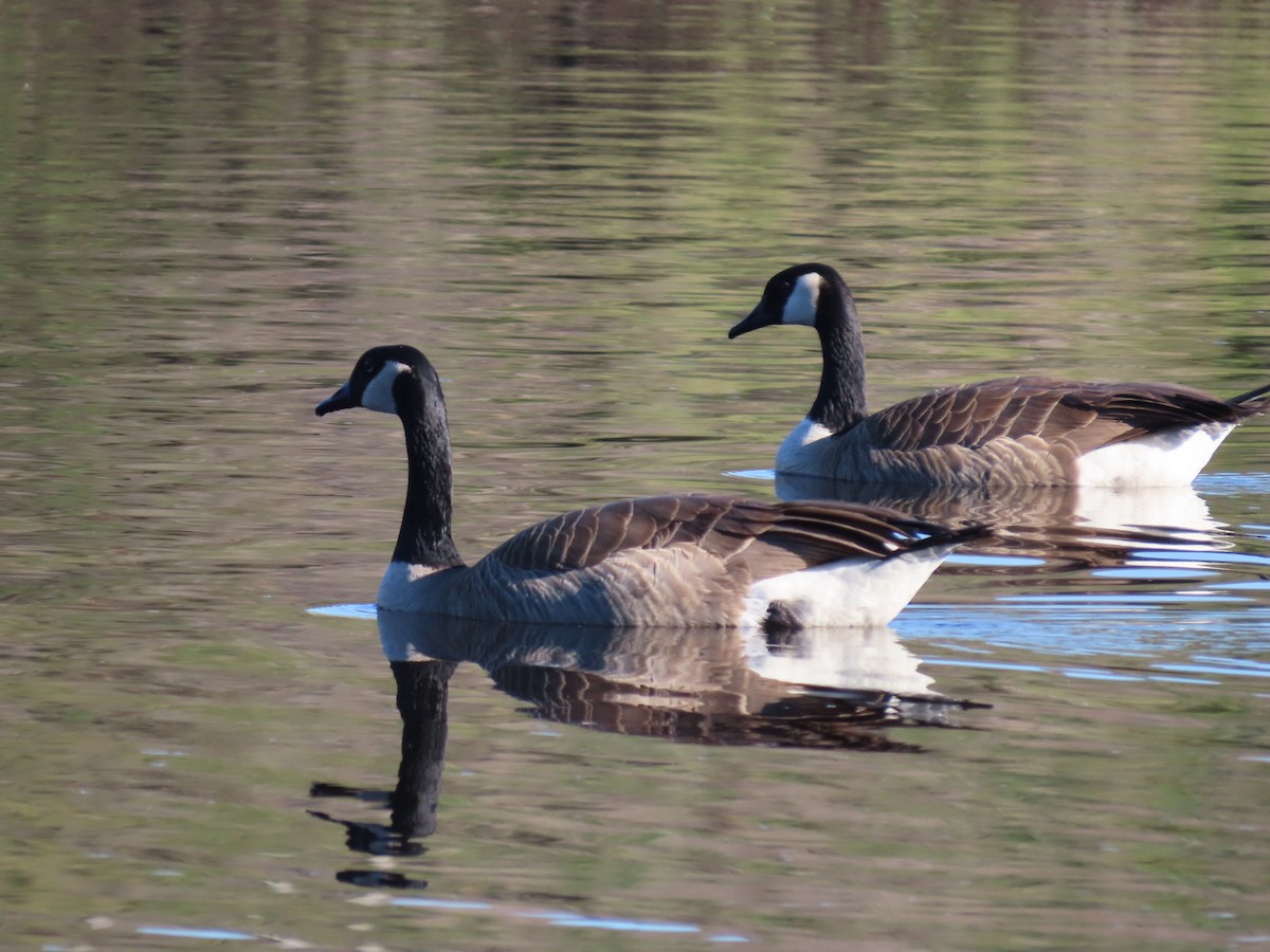 Canada Goose - ML647726269