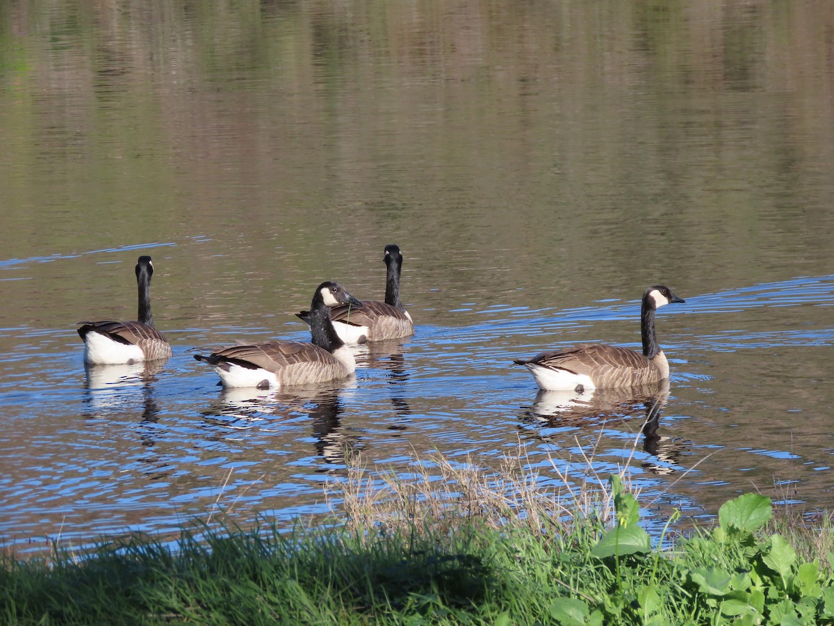 Canada Goose - ML647726270