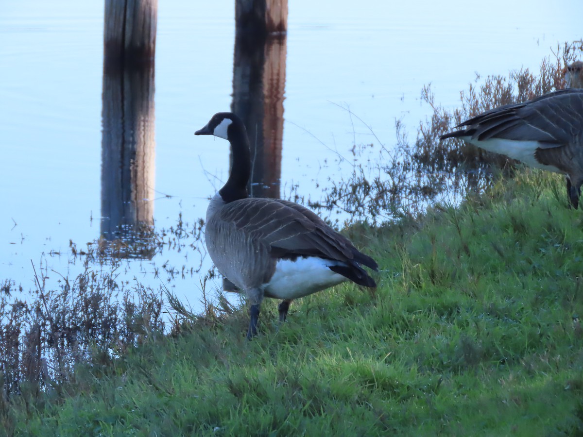 Canada Goose - ML647726271