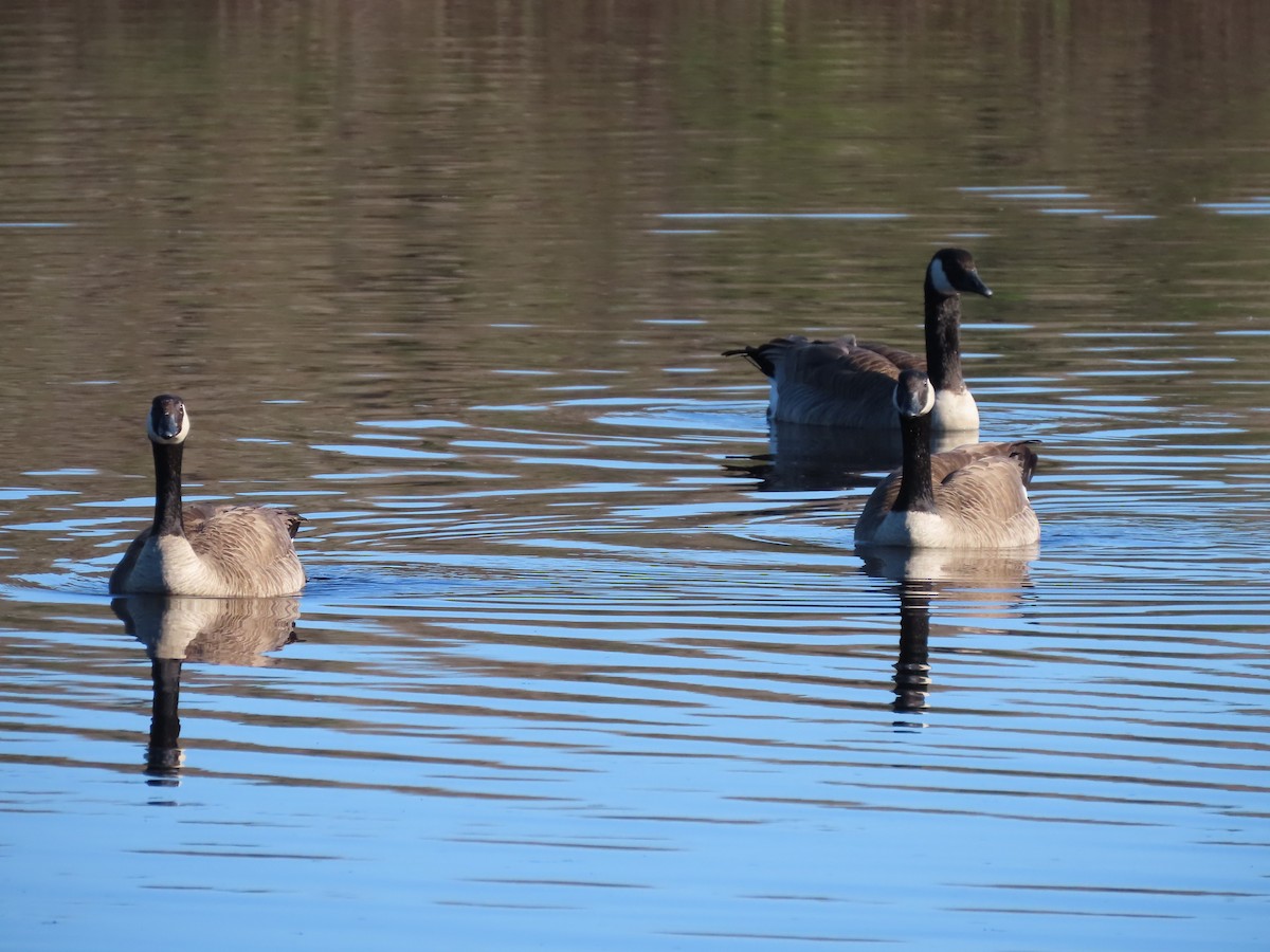 Canada Goose - ML647726272