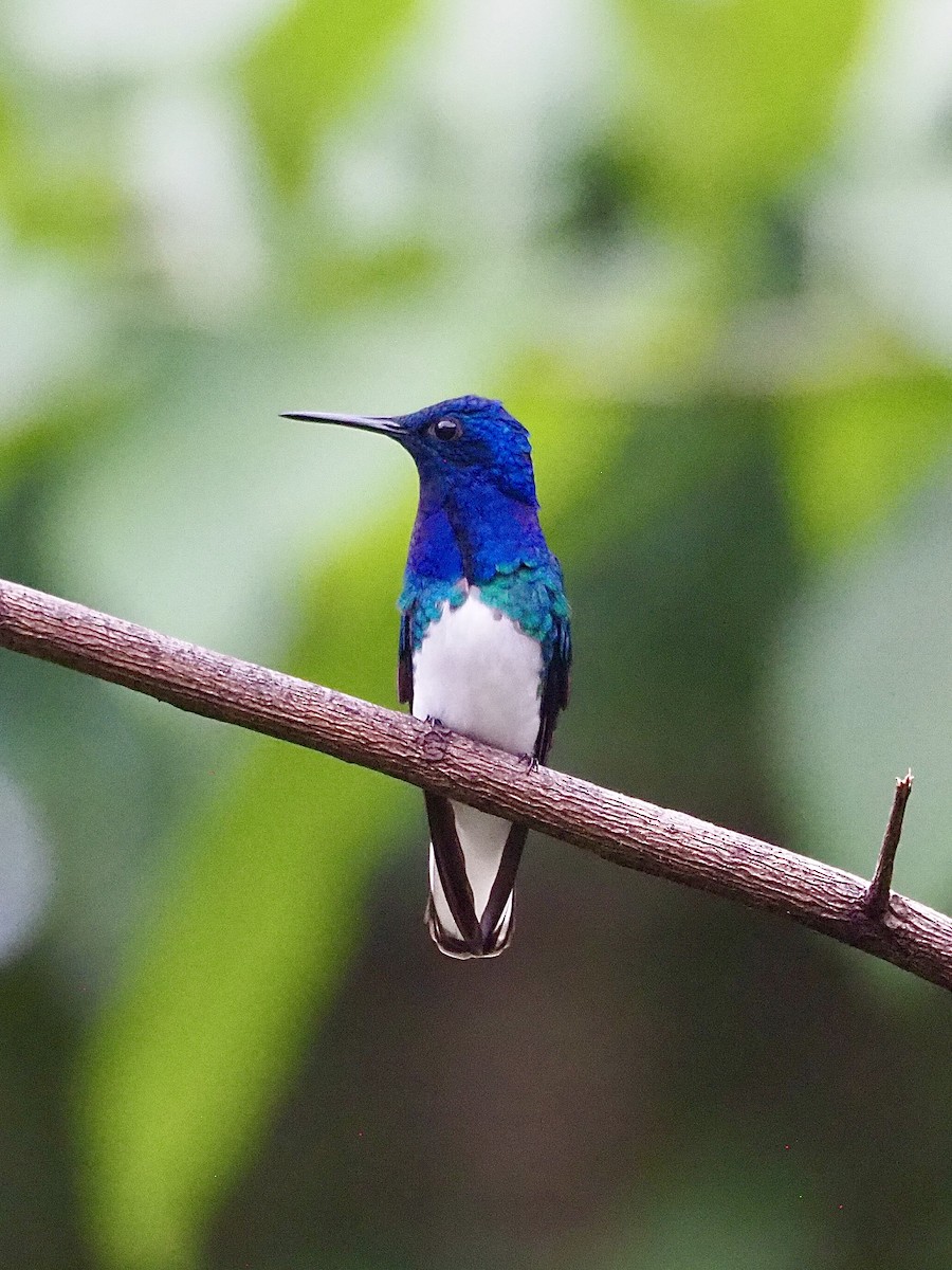 White-necked Jacobin - ML647726273