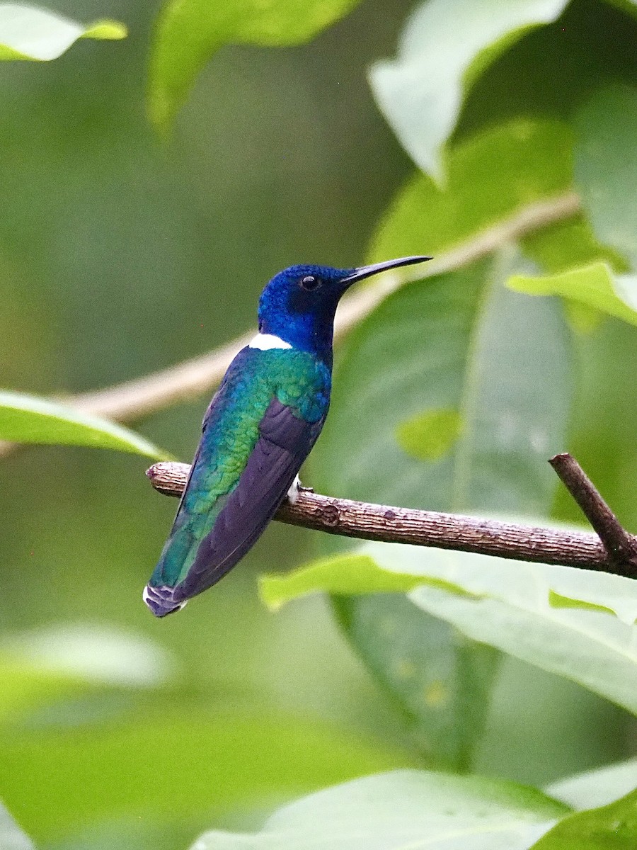 White-necked Jacobin - ML647726274