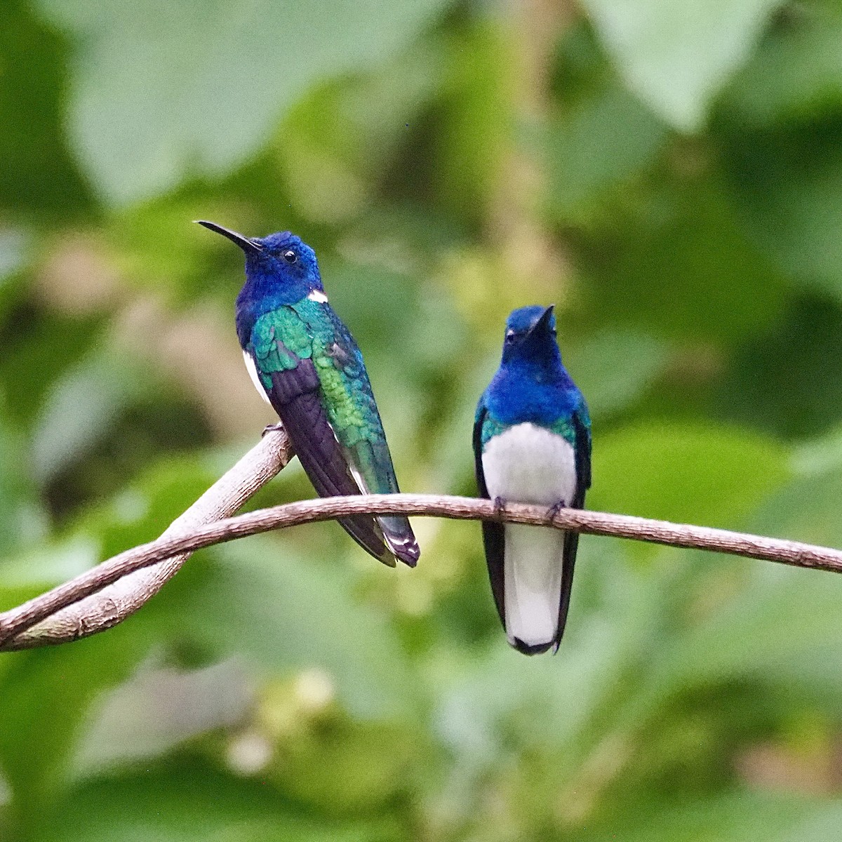 White-necked Jacobin - ML647726275