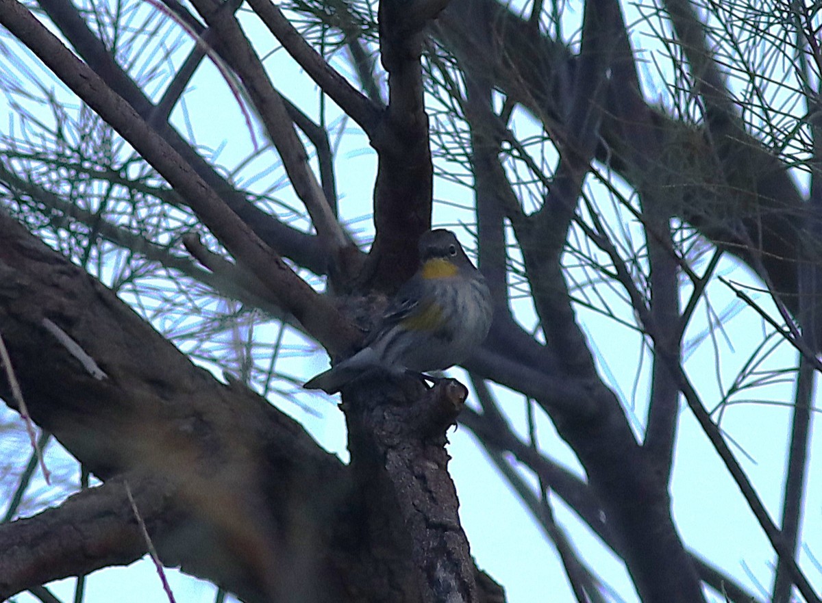 Yellow-rumped Warbler - ML647726276