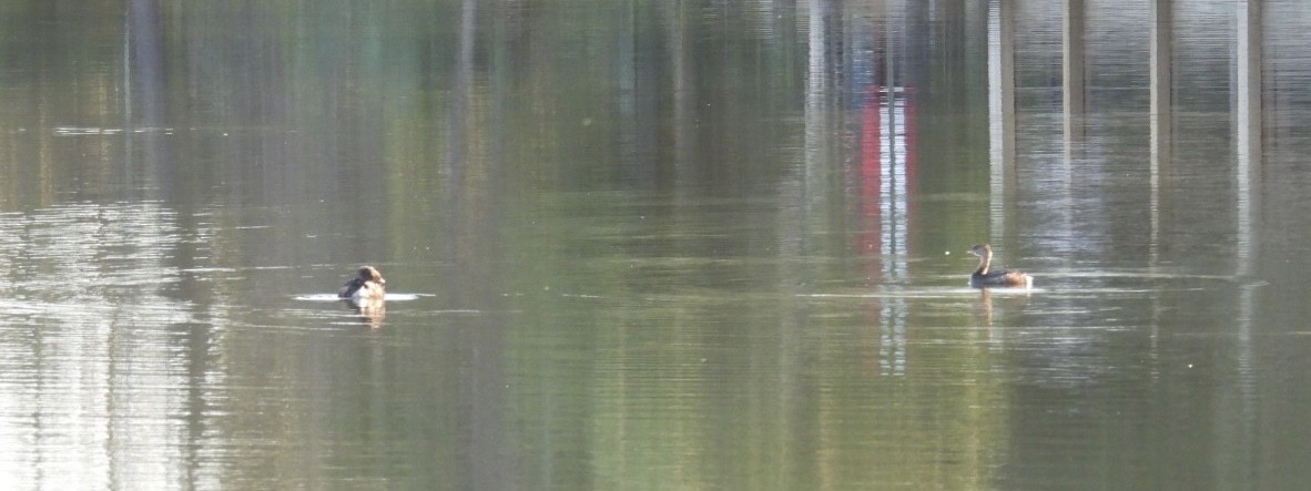 Pied-billed Grebe - ML647726277