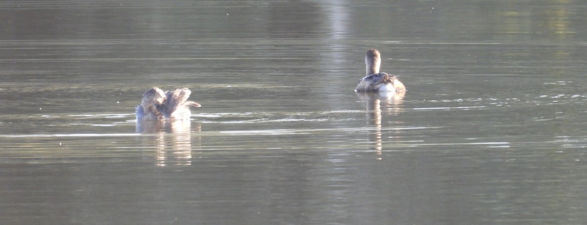 Pied-billed Grebe - ML647726278