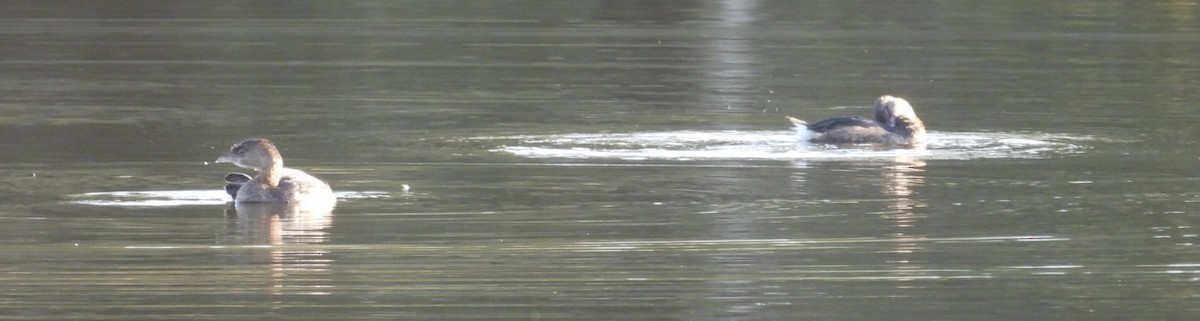 Pied-billed Grebe - ML647726279