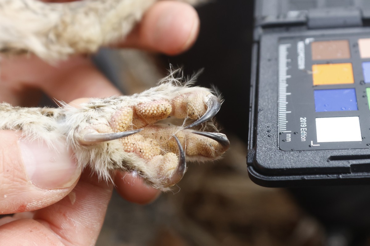 kattugle - ML647726280