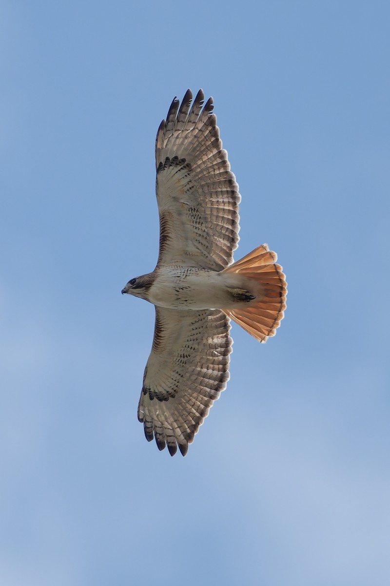 Red-tailed Hawk - ML647726281