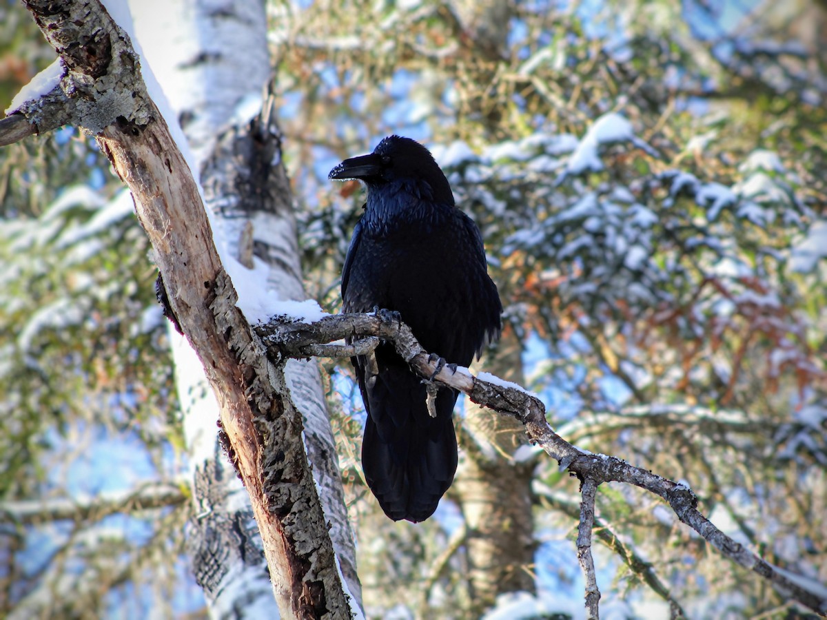 Common Raven - ML647726282