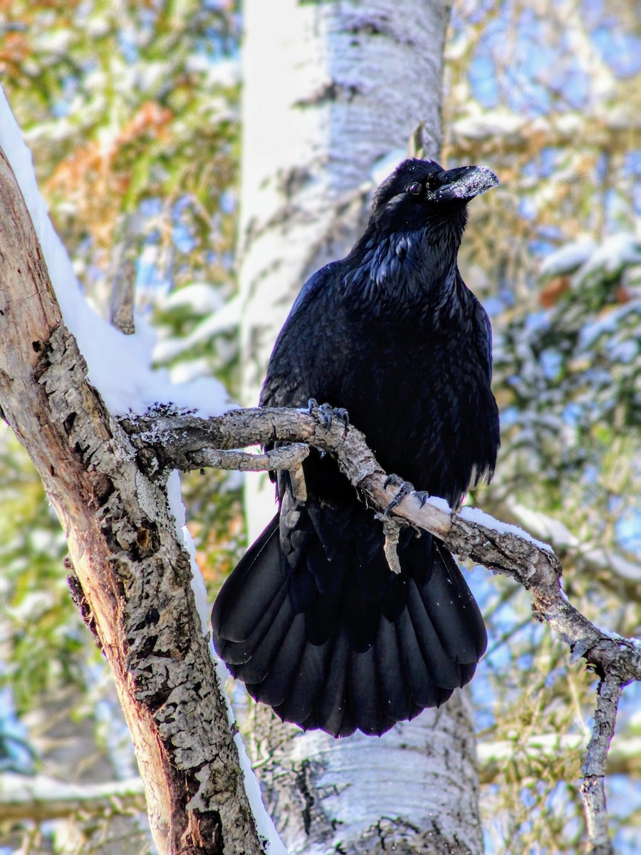 Common Raven - ML647726283