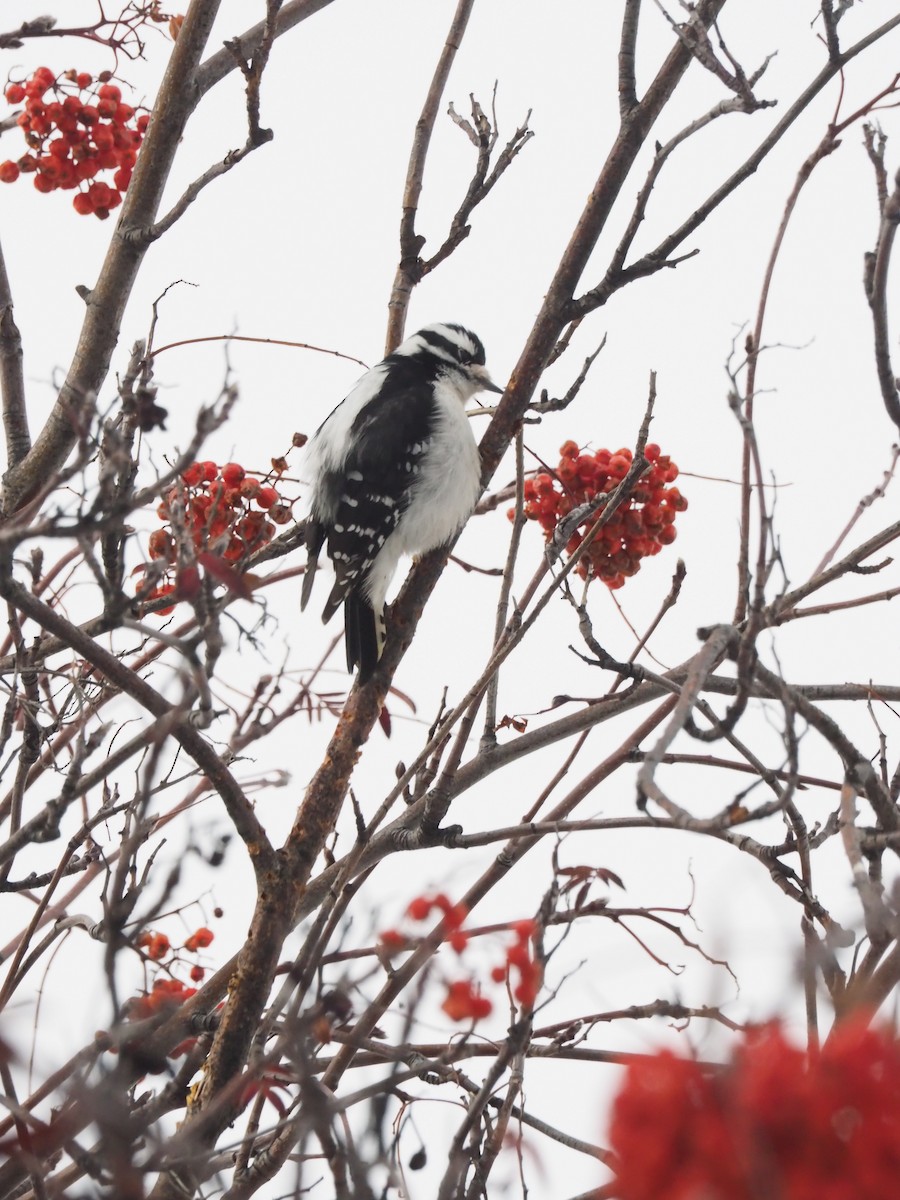 Downy Woodpecker - ML647726284