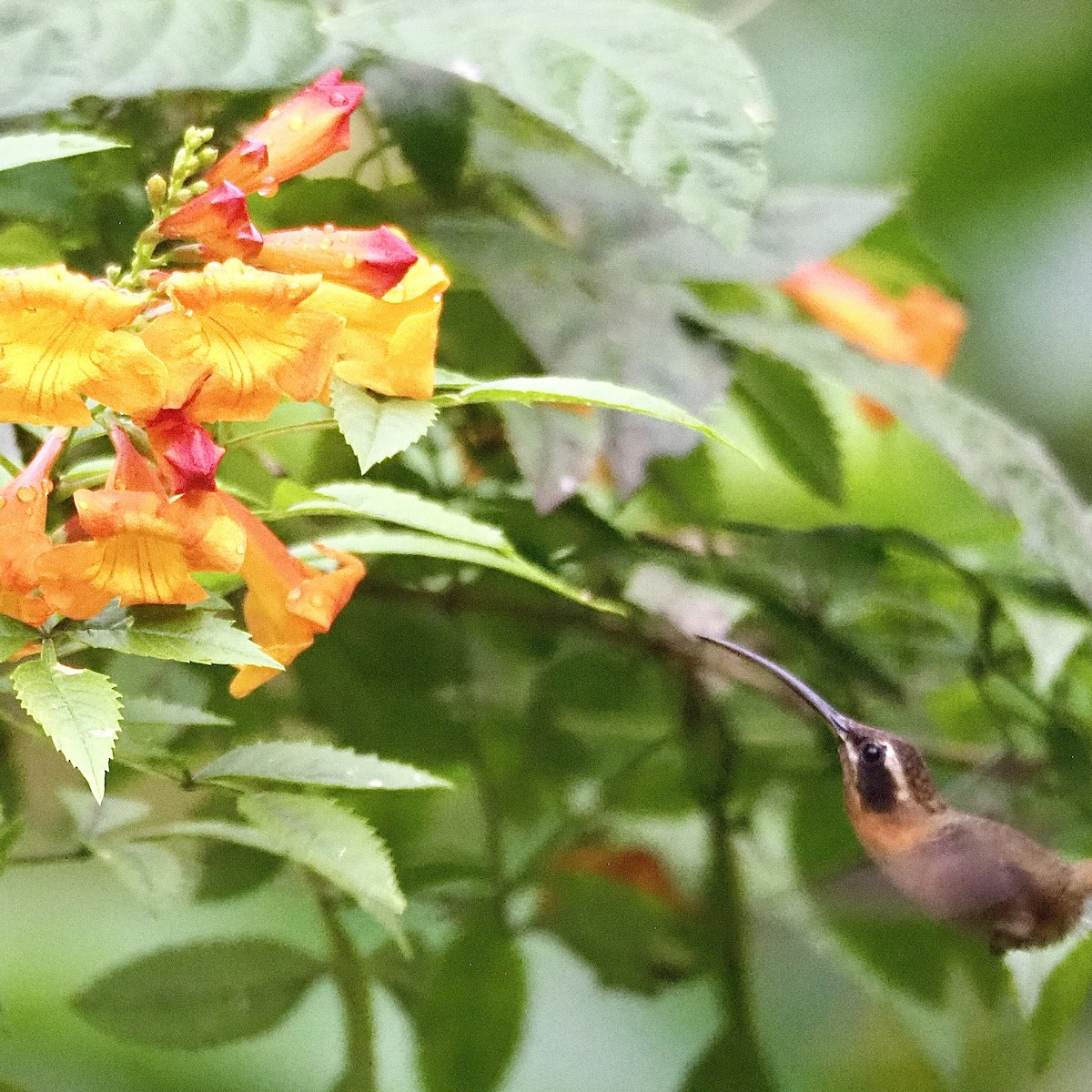 Little Hermit - ML647726285