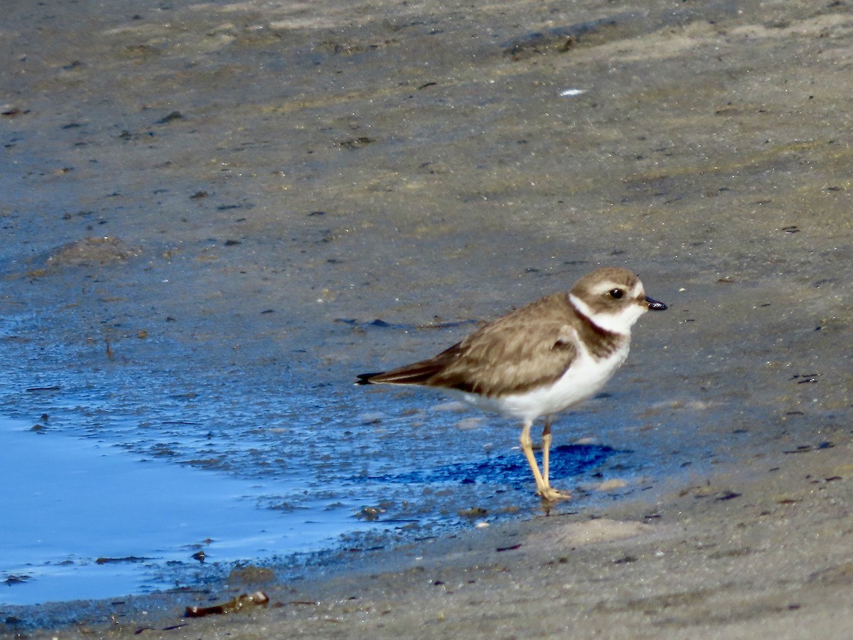 Semipalmated Plover - ML647726286