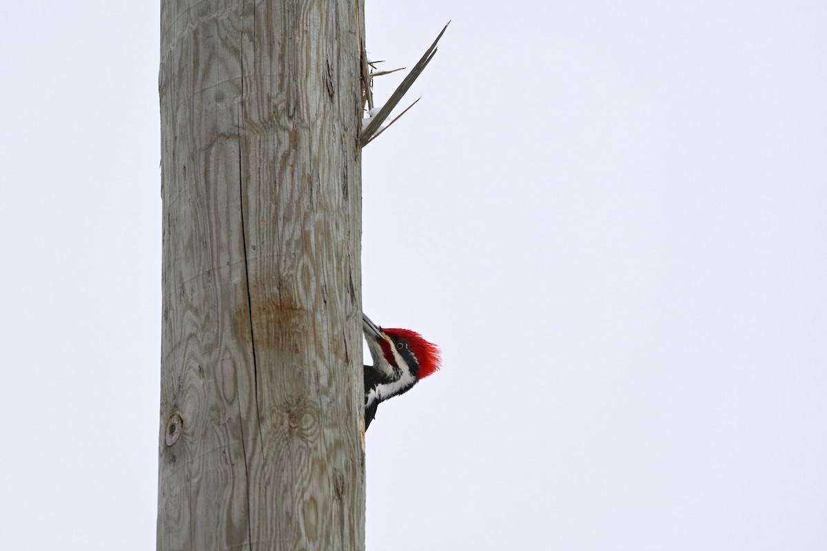 Pileated Woodpecker - ML647726289