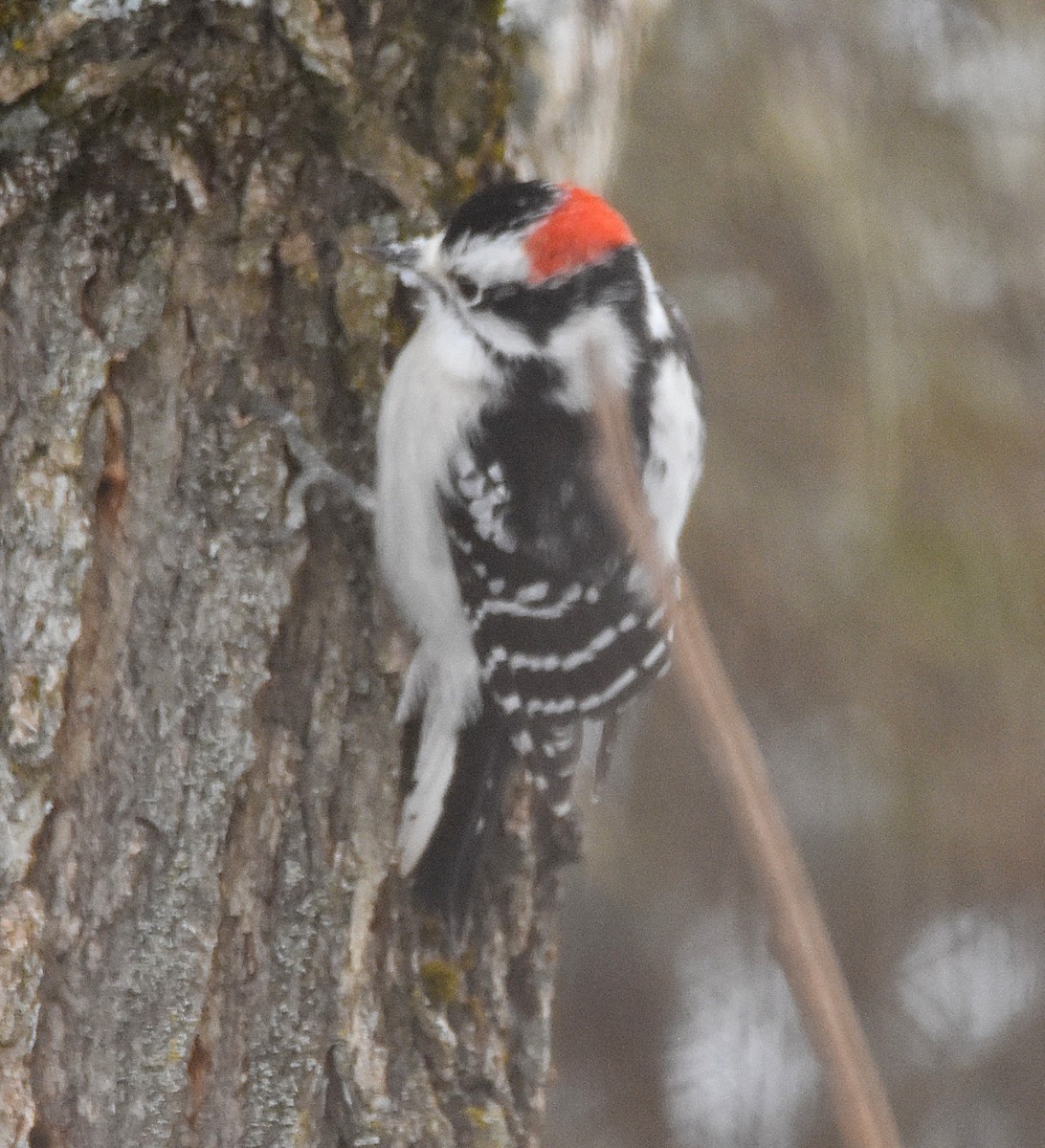 Downy Woodpecker - ML647726290